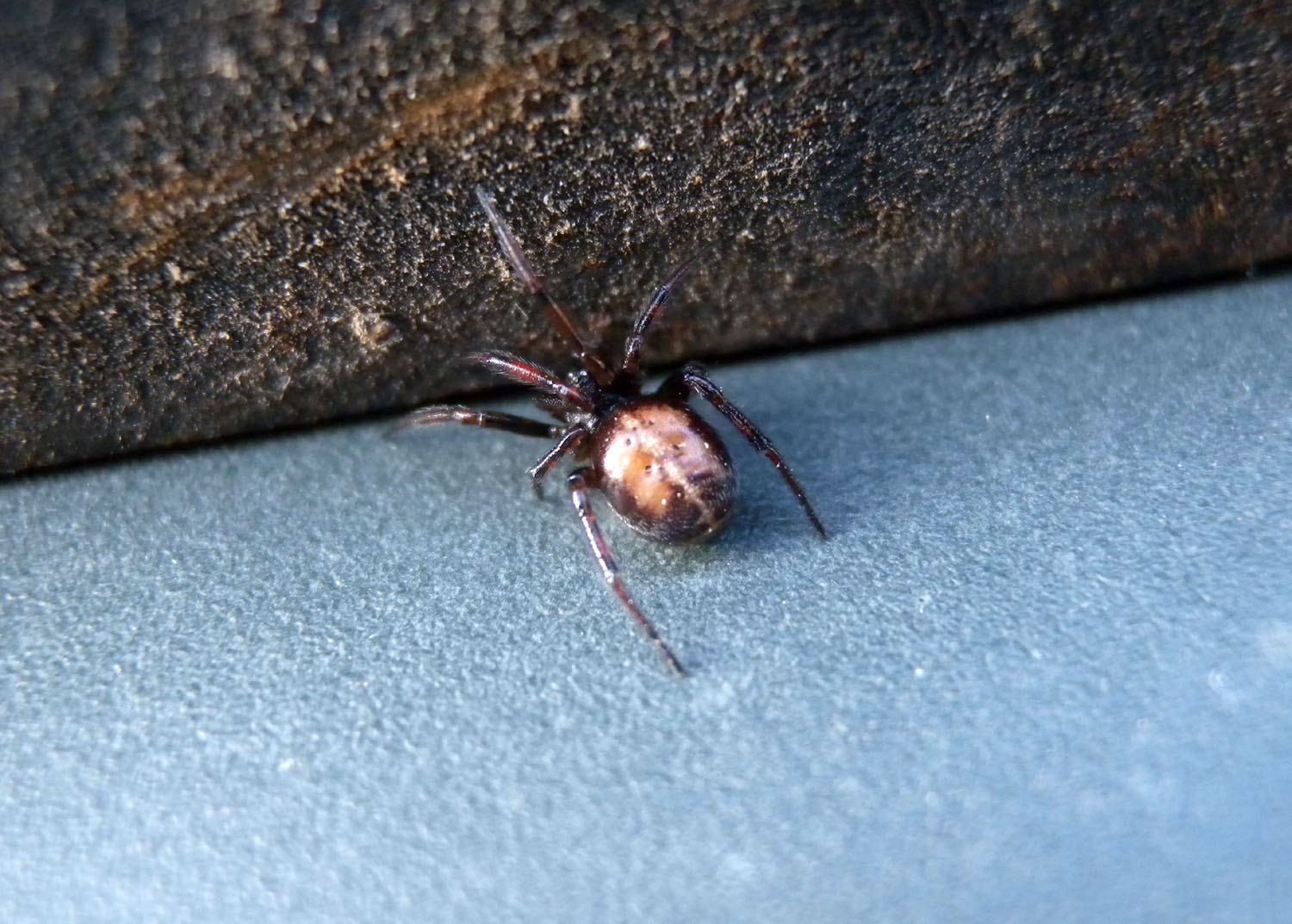 Steatoda bipunctata